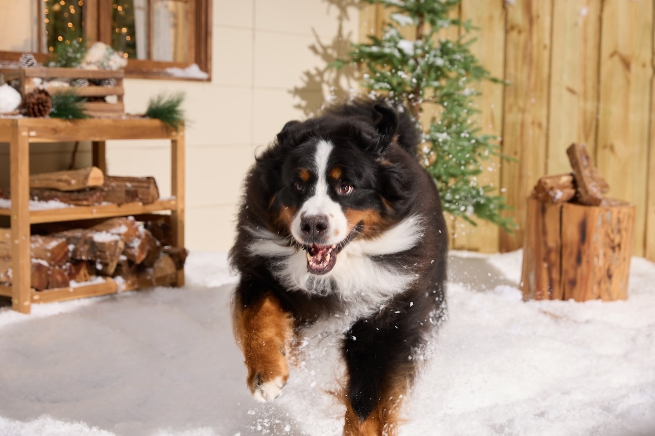 A Bernese Mountain Dog, a snow dog breed, running through a snowy Christmas scene