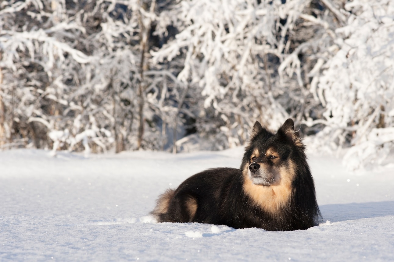 A black and tan Finnish Lapphund, a snow dog breed, lying in snow