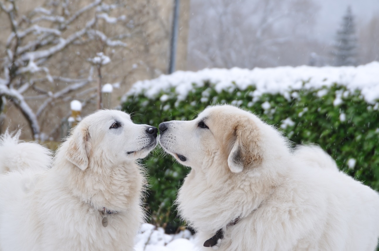 Two Great Pyrenees dogs, a winter dog breed, touching noses in the snow
