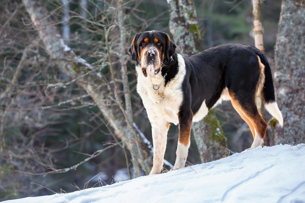 A Greater Swiss Mountain Dog, a snow dog breed, standing in the snow