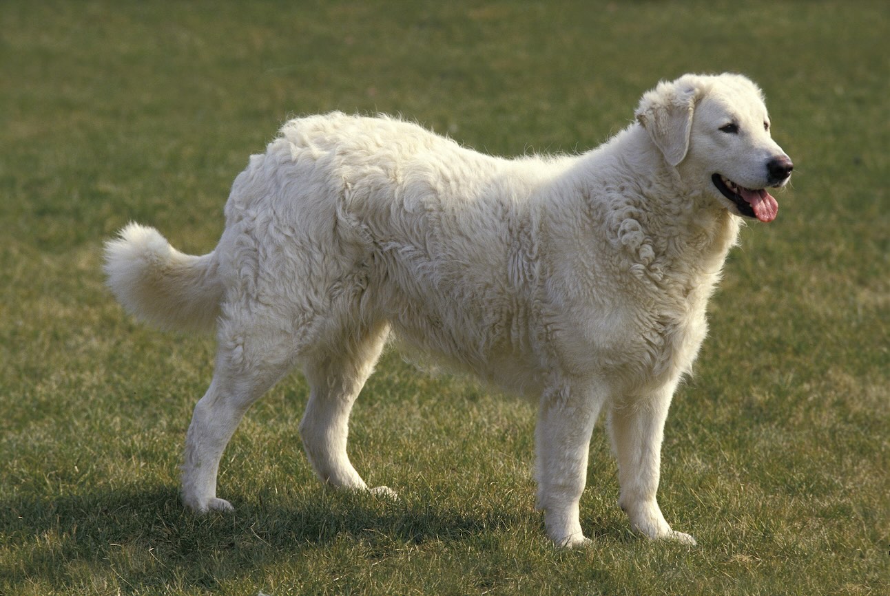 A white Kuvasz dog, a snow dog breed, standing in grass