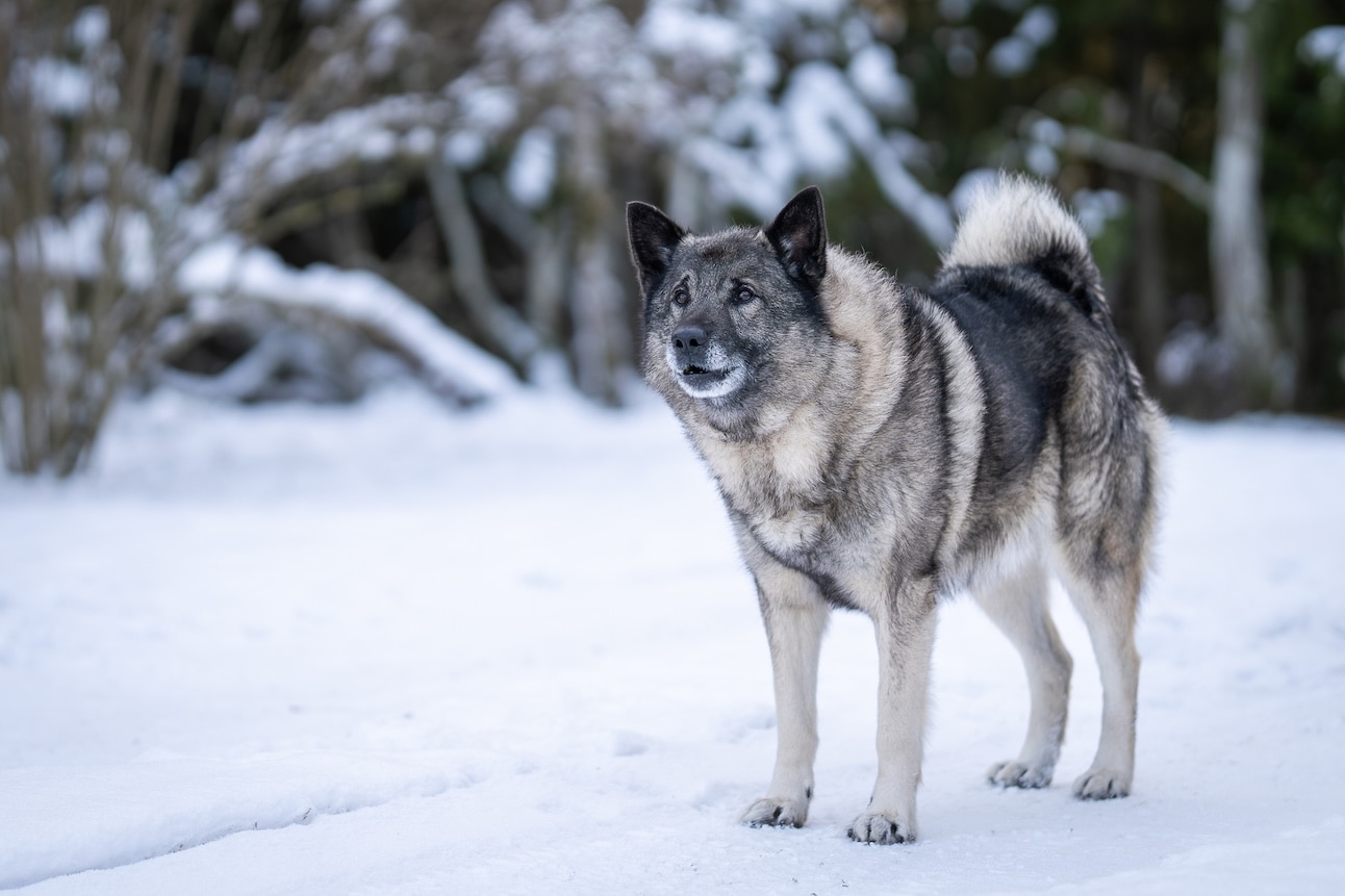 A Norwegian Elkhound standing in snow and barking