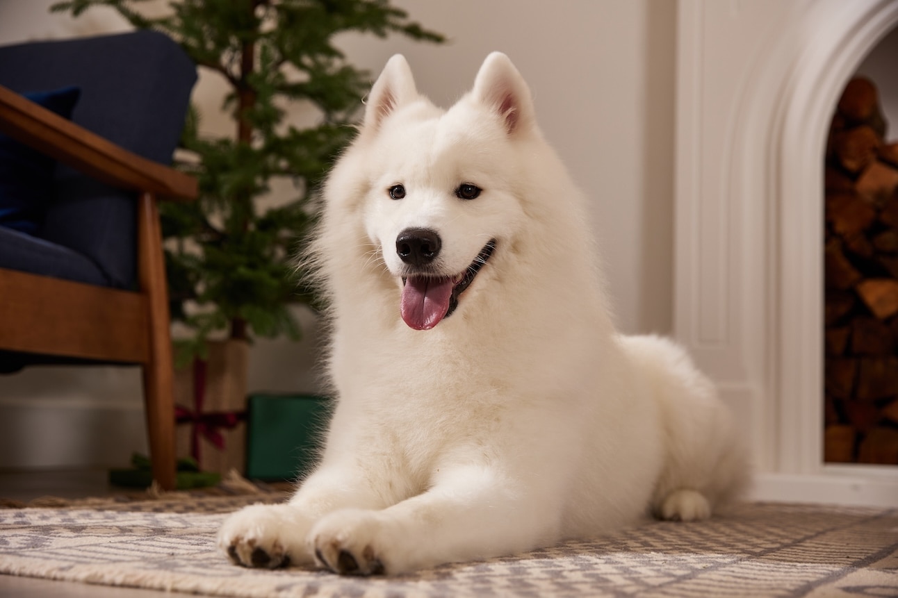 A Samoyed, a snow dog breed, lying on the ground in a living room