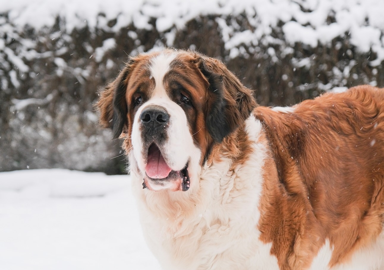 A Saint Bernard, a cold-weather dog breed, standing in the snow