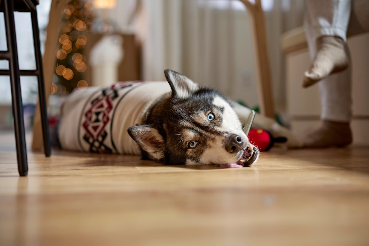 A Siberian Husky, a snow dog breed, wearing a christmas sweater and lying on the floor