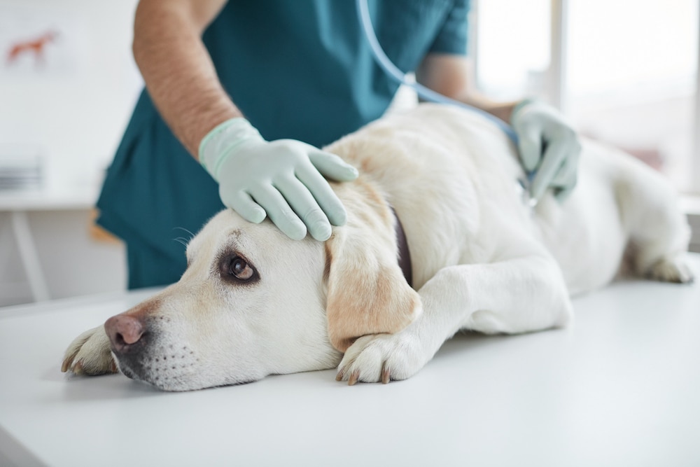 Dog exam at vet