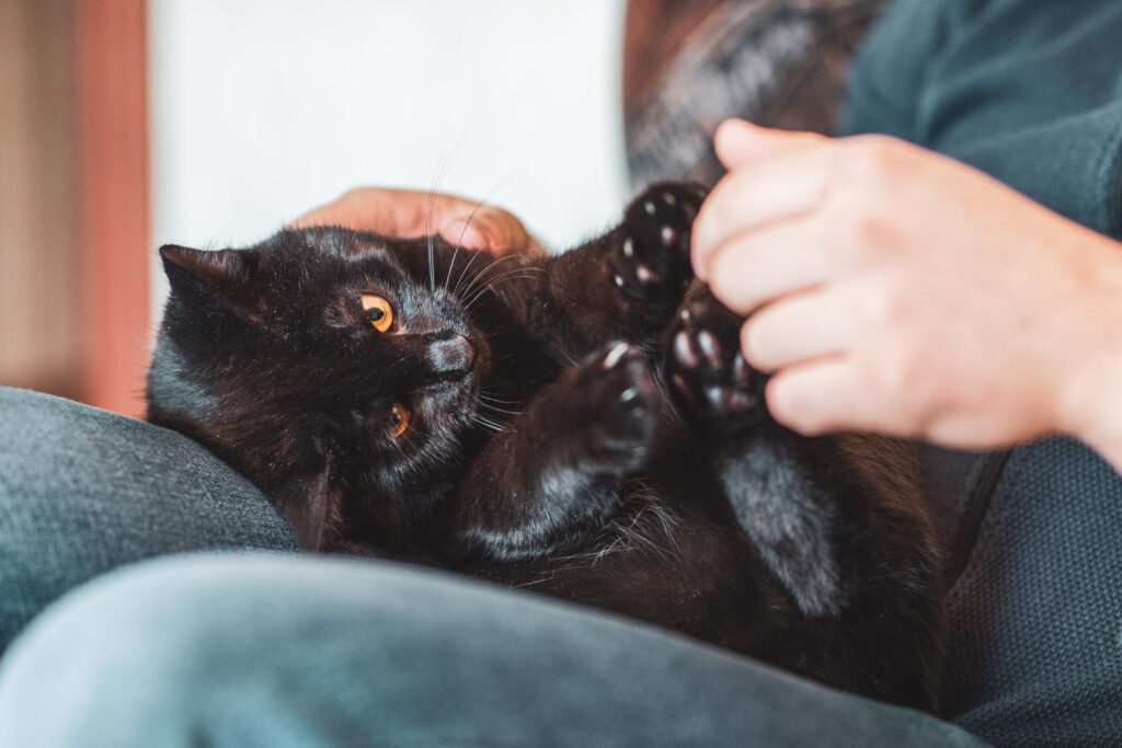 black cat lying in a person's lap and playing with their hands