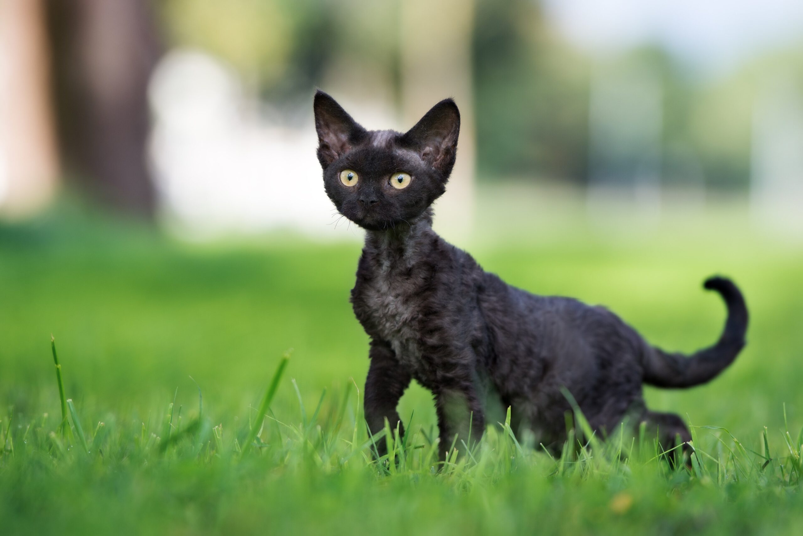 black devon rex kitten walking through grass