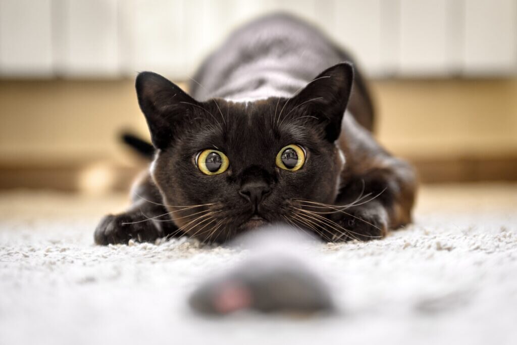 black cat with wide eyes staring at a mouse toy about to pounce