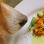 What Is Turmeric for Dogs?