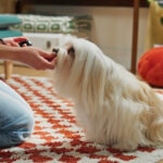 Quercetin for Dogs: How This Natural Remedy May Help Dog Allergies