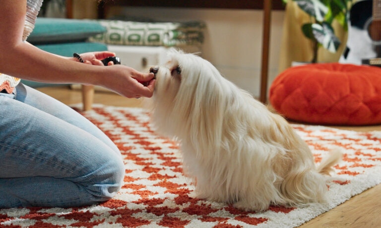 A small white dog takes a treat supplement from his pet parent’s hand.