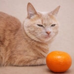What Can Cats Not Eat? 13 Types of Toxic Foods to Avoid
