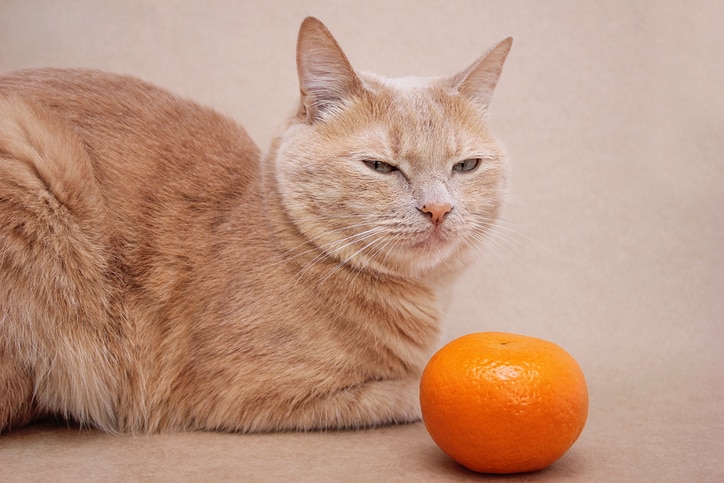 A light orange cat sits in front of a tangerine.