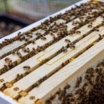 Backyard Beekeeping: How to Care for Your Bees
