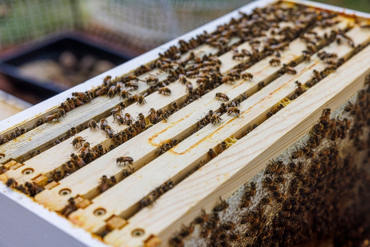 A wooden beehive frame teems with honeybees.