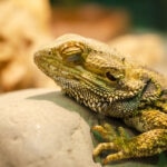 Do Bearded Dragons Hibernate? All About Beardie Brumation