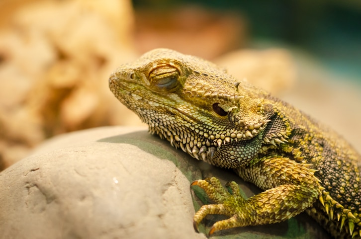 A bearded dragon lies on a rock with his eyes closed.