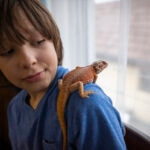 How Big Can a Bearded Dragon Get? A Guide to Your Beardie’s Size