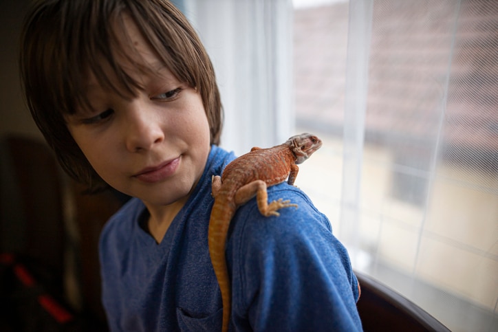 A small orange bearded dragon sits on a boy’s shoulder and looks out the window.
