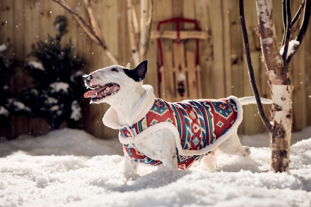 A Bull Terrier wearing a jacket stands in the snow. Learn what dog breeds can't handle cold weather.