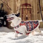 15 Dog Breeds That Can’t Handle the Cold