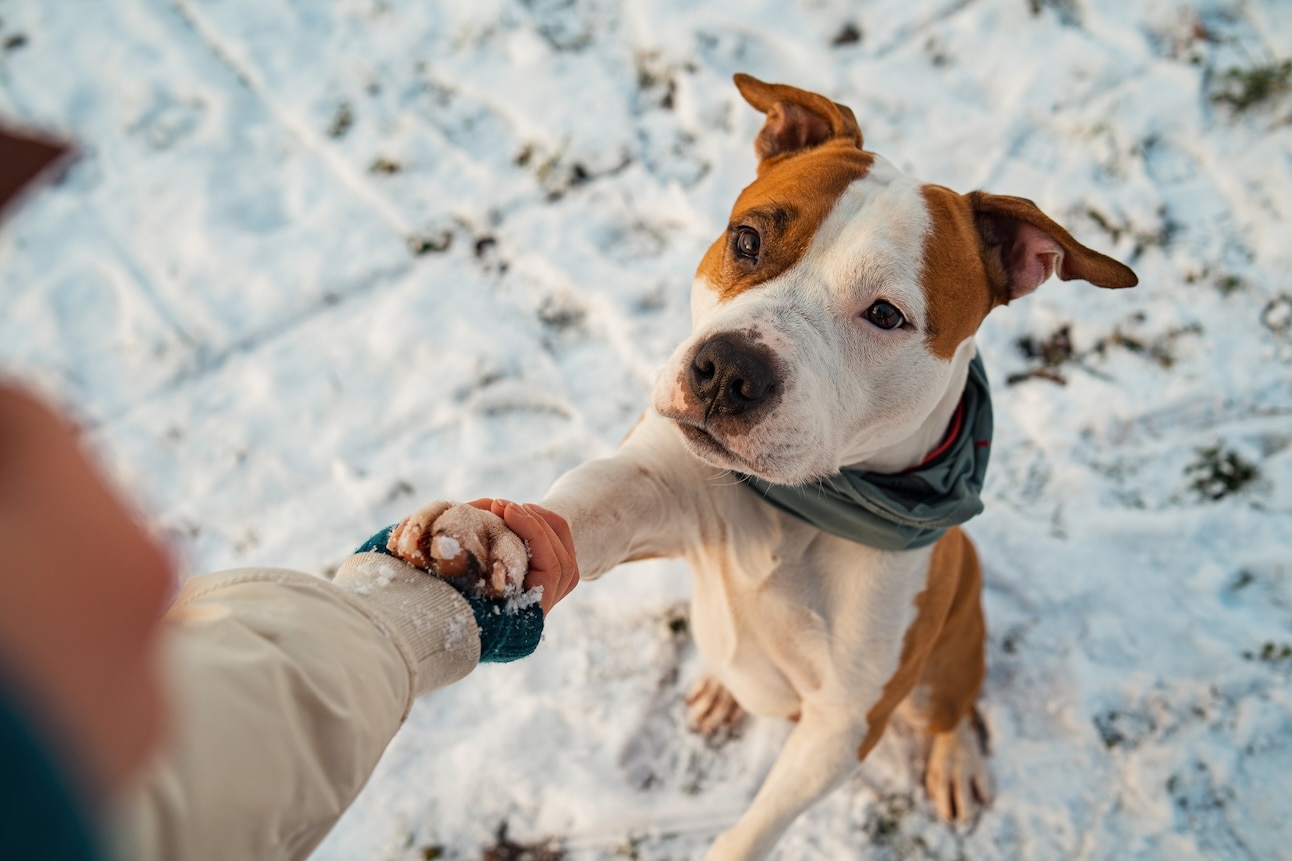 A brown and white pit bull, a dog that can't handle cold, shaking a paw in the snow