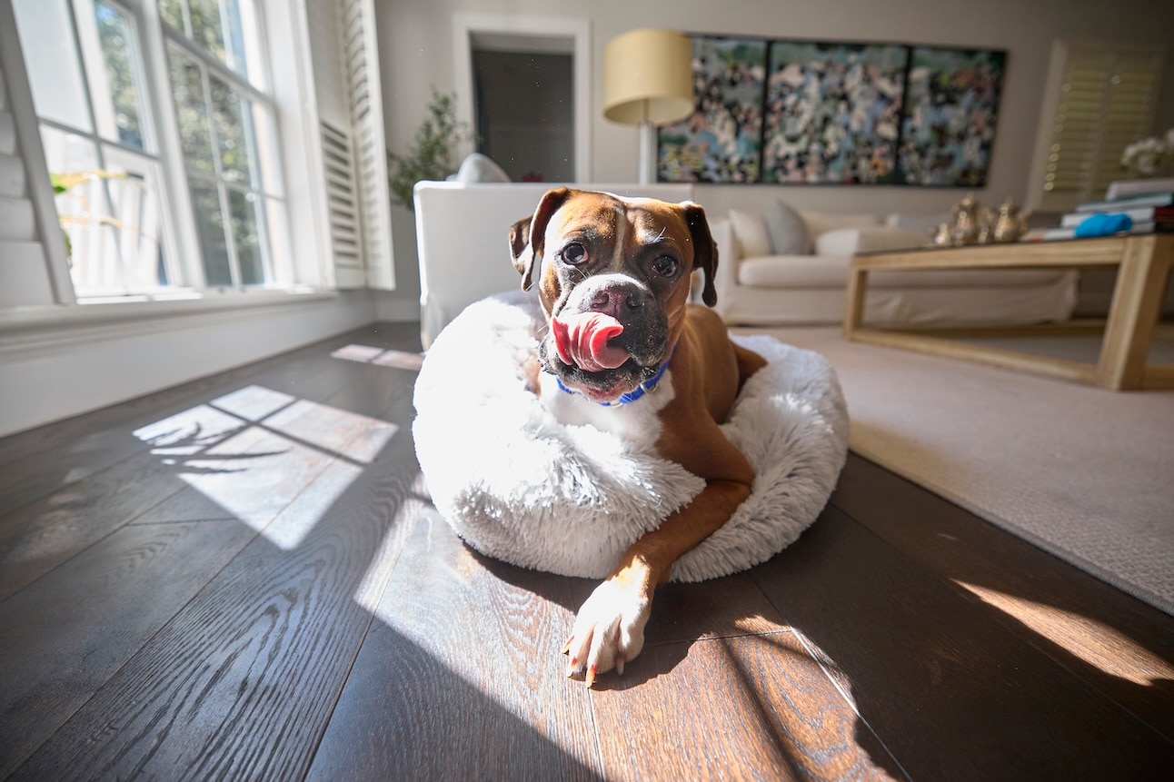 A Boxer dog, a dog breed that doesnt like cold weather, lying in a dog bed in a sun spot