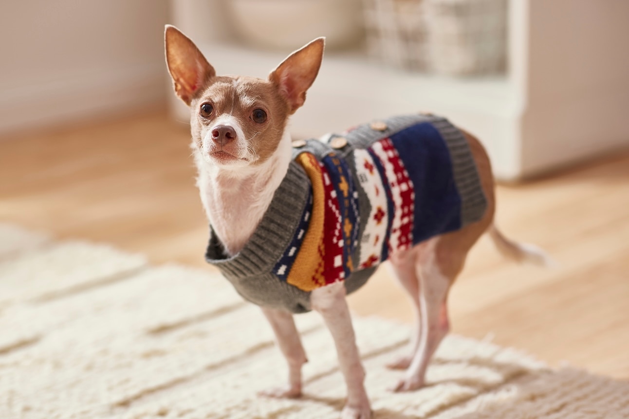 A brown and white shorthaired Chihuahua, a dog that doesnt like the cold, wearing a sweater inside