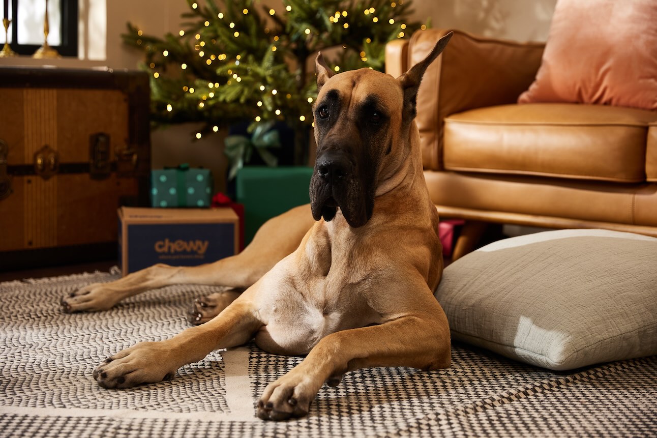 A Great Dane, a dog that doesnt like the cold, lounging in front of a Christmas tree