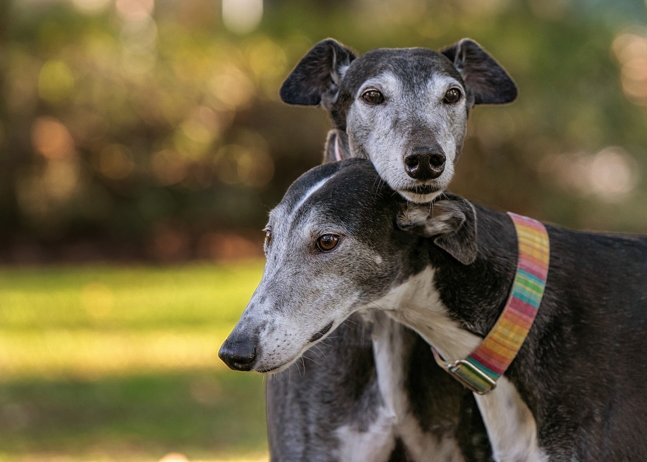 Two senior Greyhounds, a dog breed that doesnt like the cold, in a sunny park
