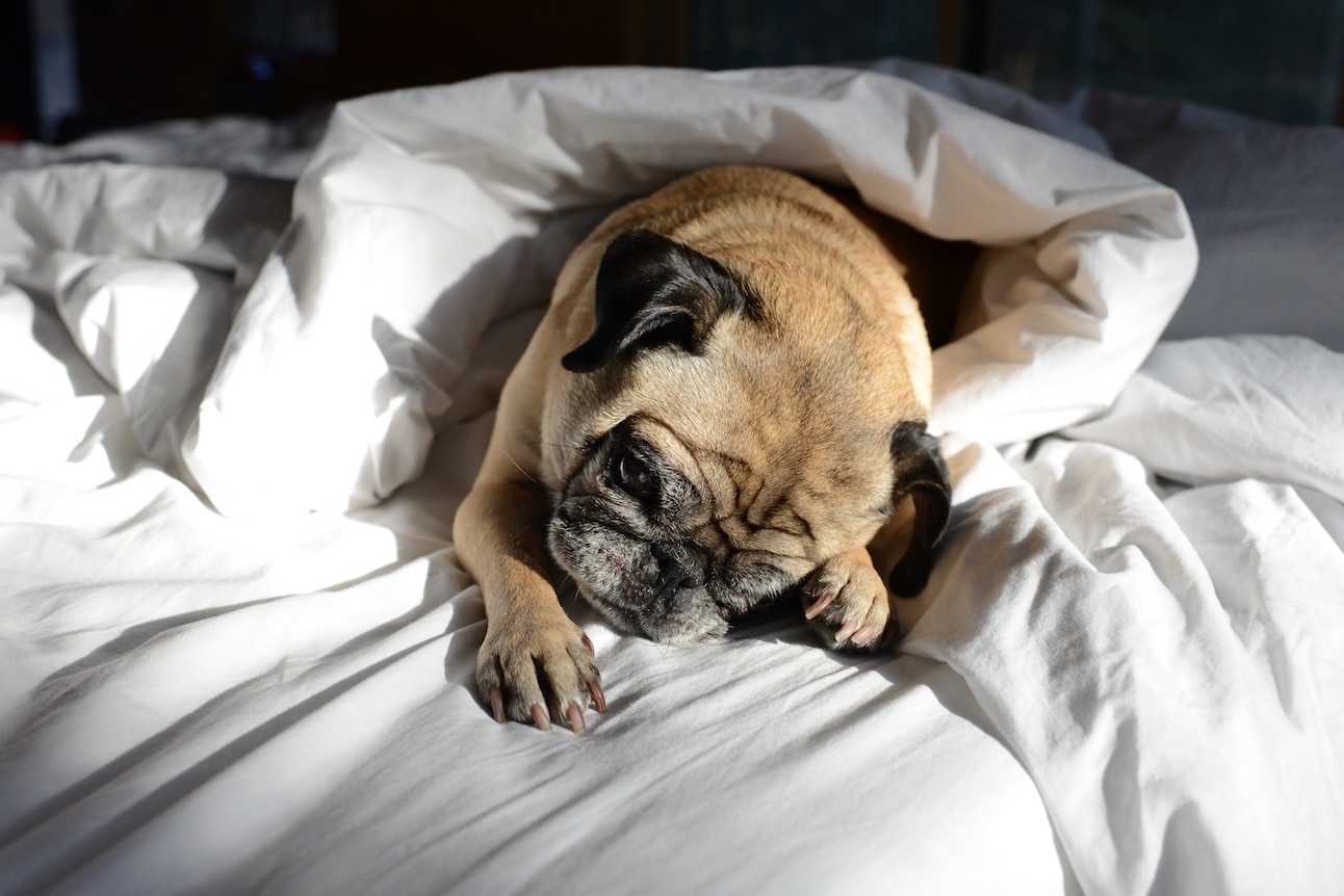 A Pug, a dog breed that doesnt like cold weather, lying in white bed sheets