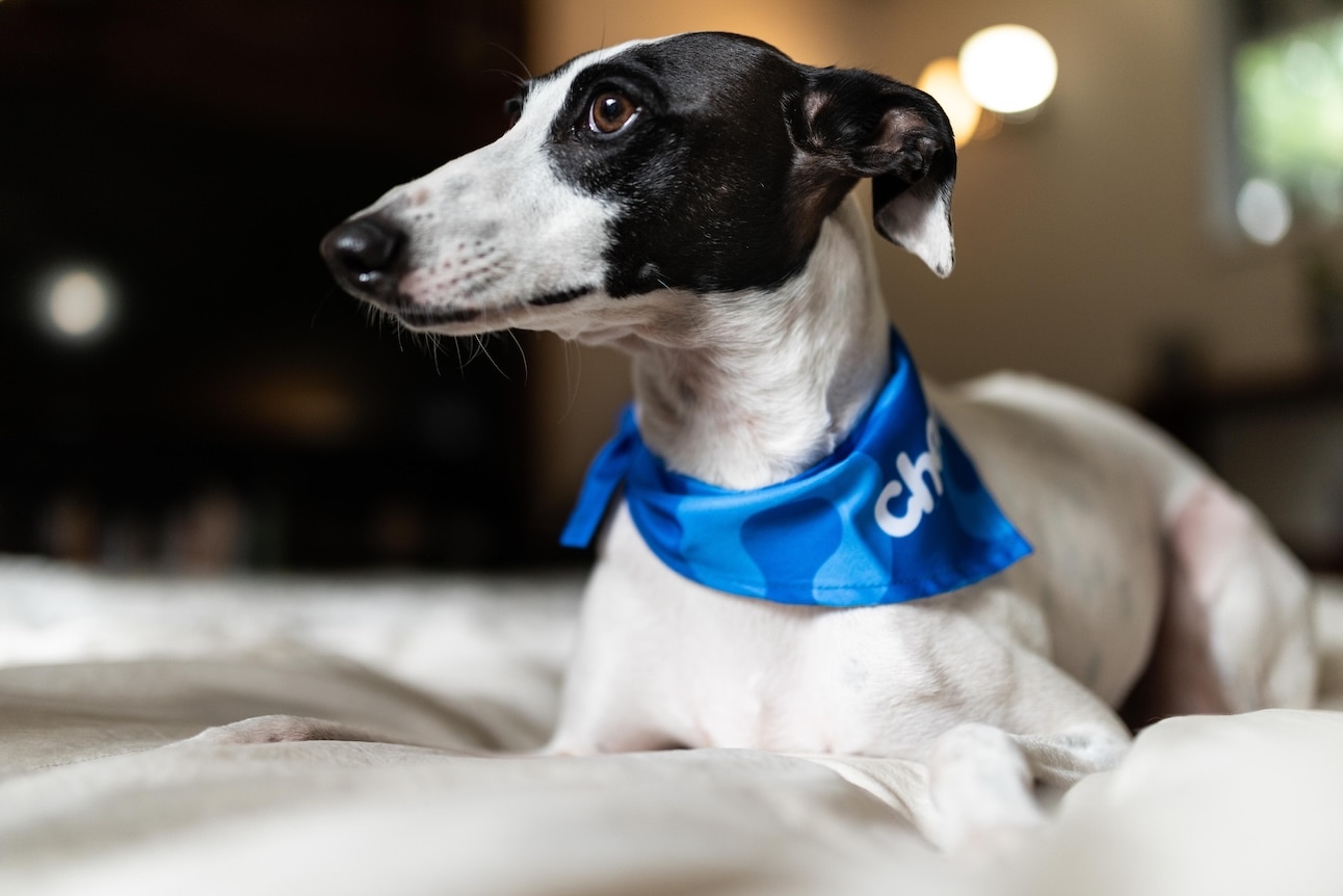 A black and white Whippet lying on a bed