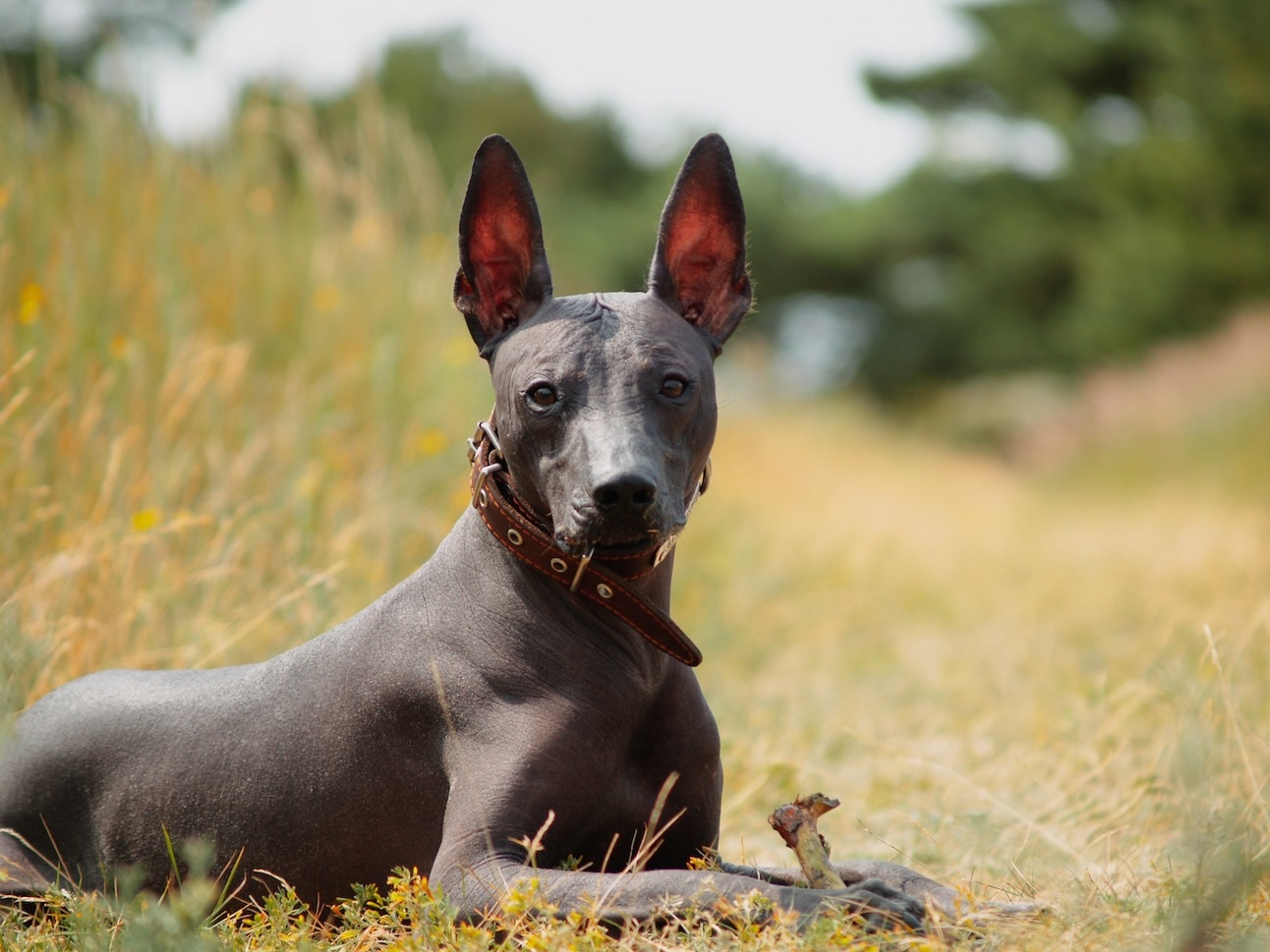 A black Xoloitzuintli, a dog that doesnt like cold weather, lying in tall grass