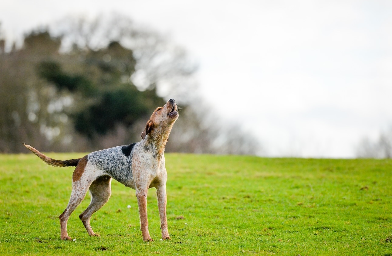 An American English Coonhound, a type of hound dog, howling in a field