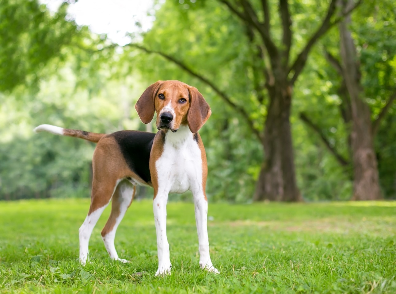 A tricolor American Foxhound, a hound dog breed, tilting his head and standing in a park