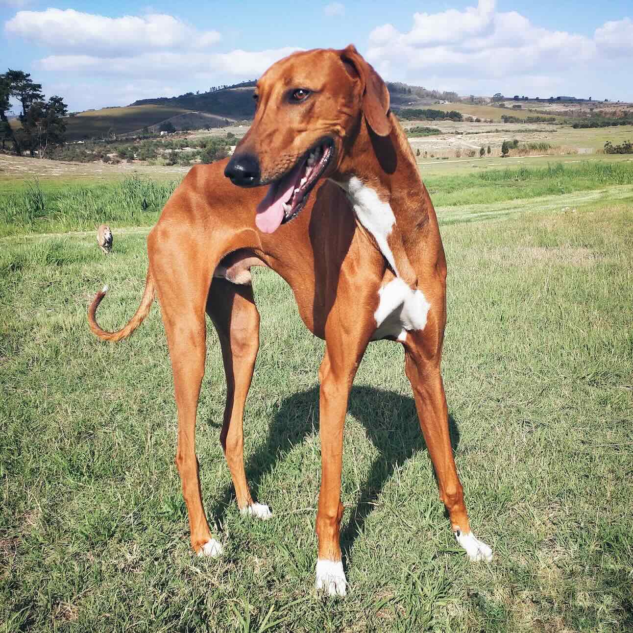 An Azawakh dog standing in a grassy field