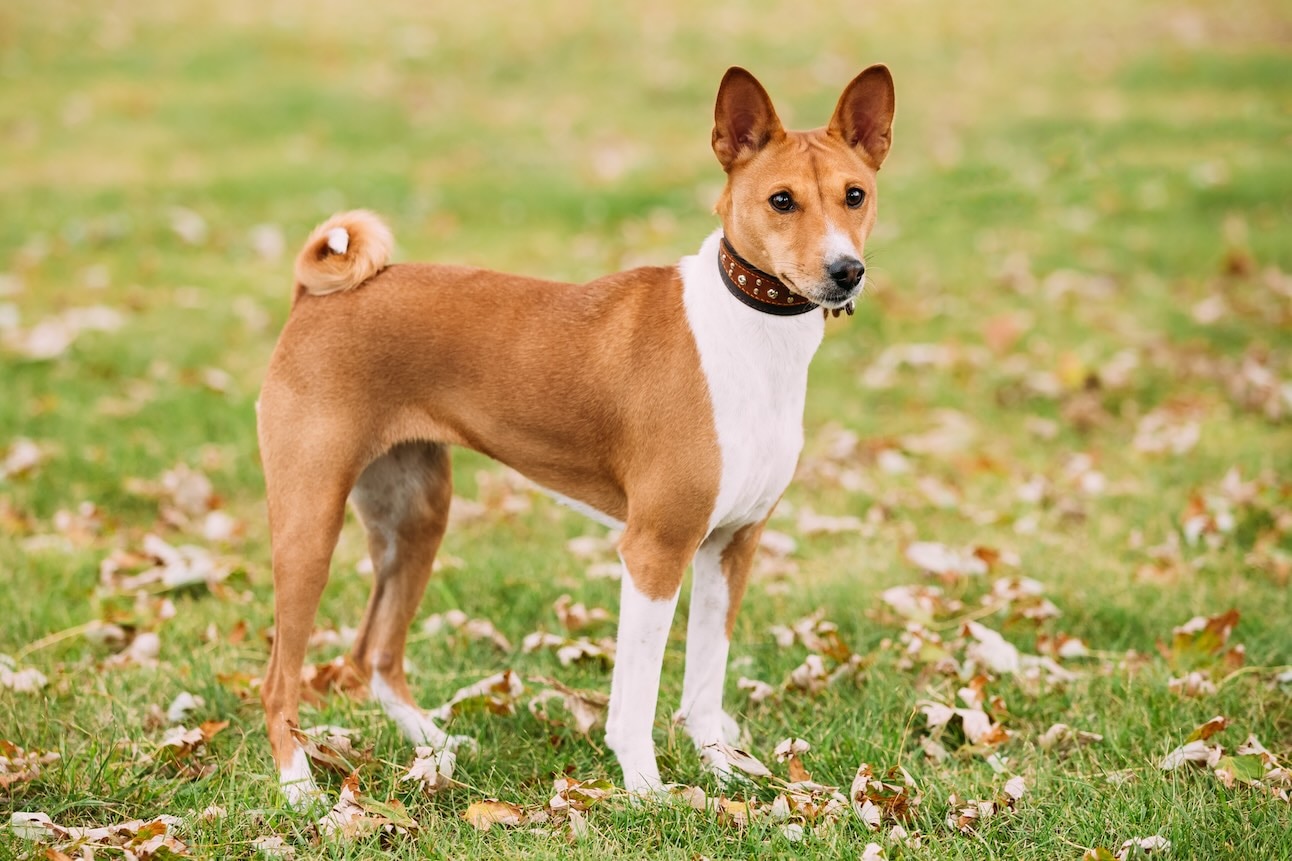 A Basenji dog standing in a field