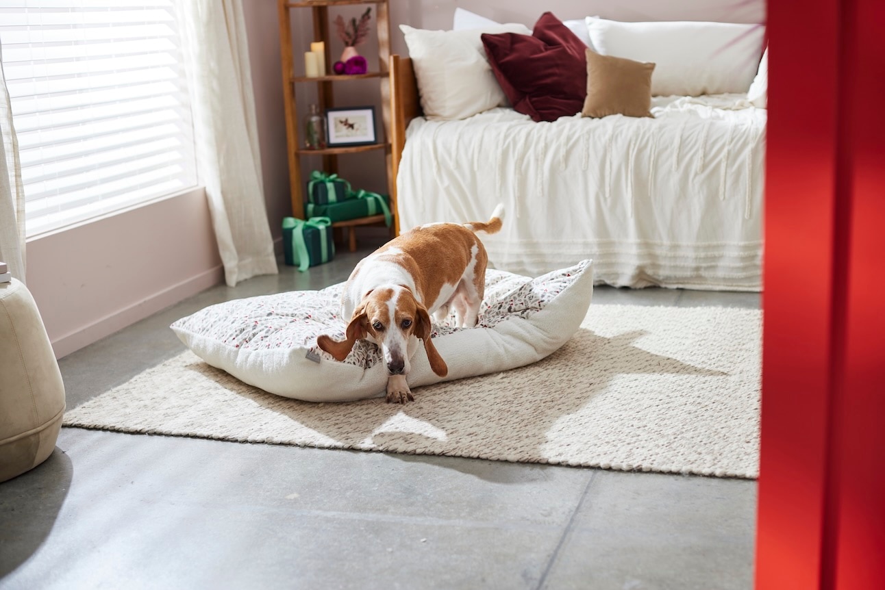 A basset hound, a type of hound dog, stepping off of a dog bed in a bedroom