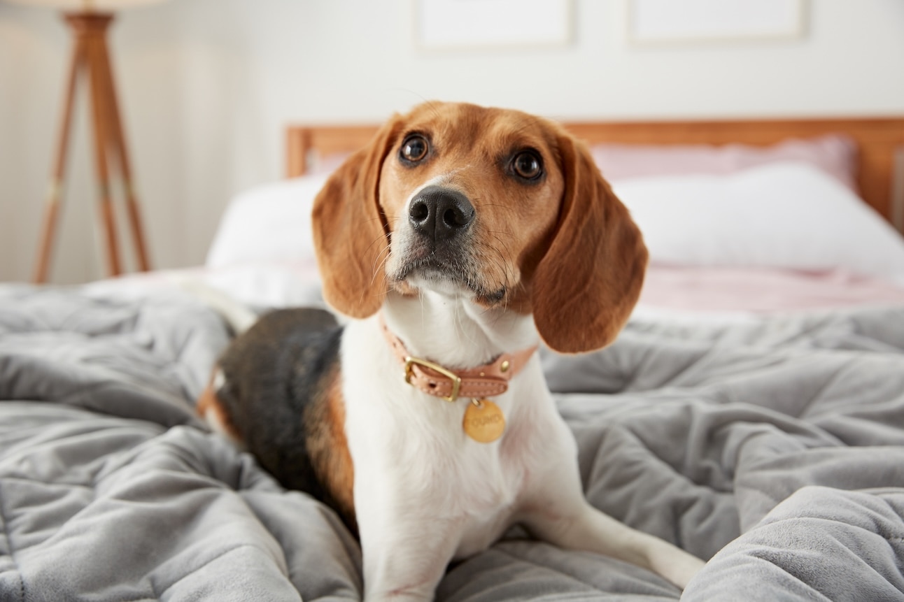 A Beagle, a hound dog, lying in a bed