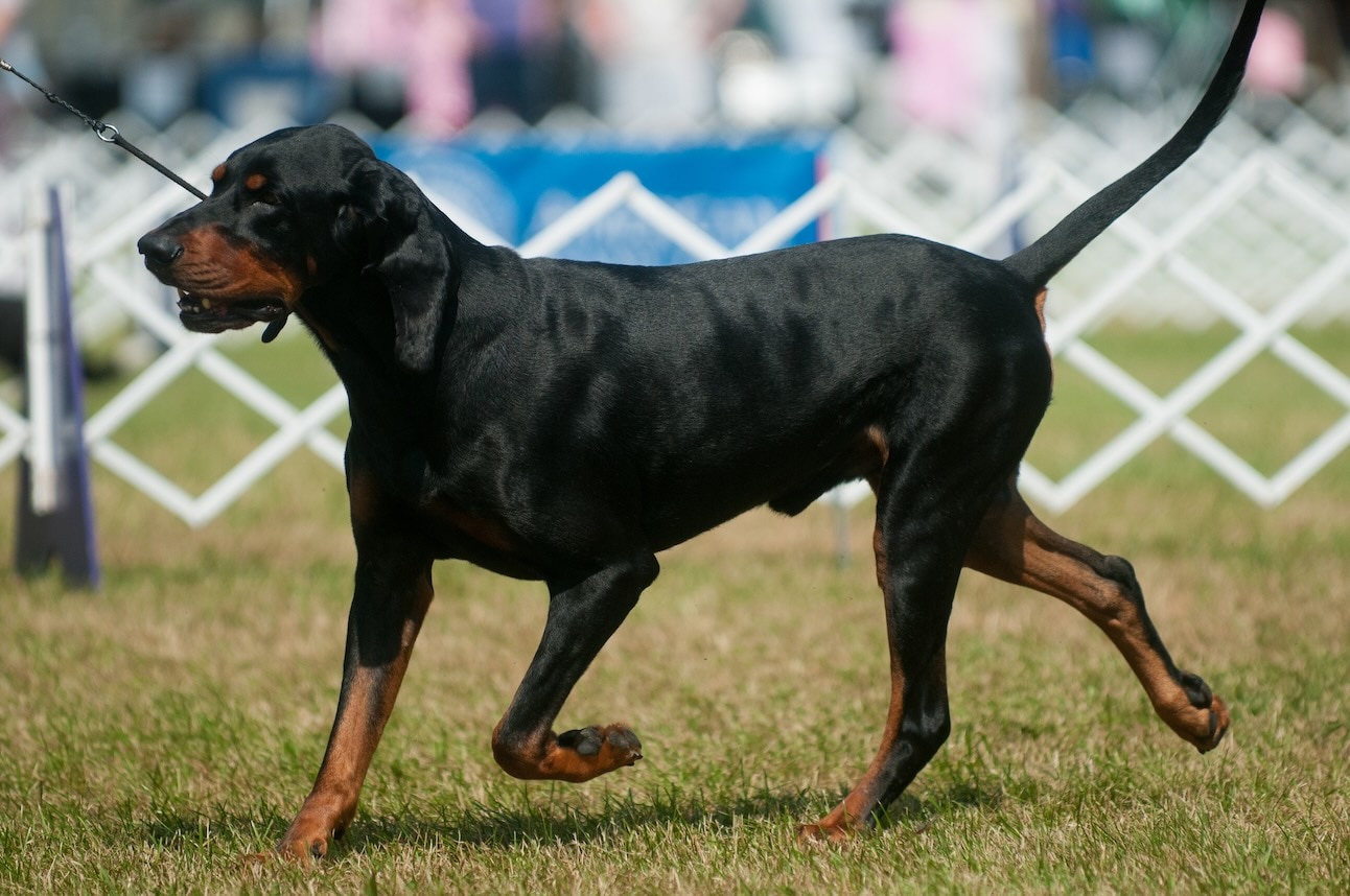 A hound dog, the black and tan coonhound, walking in an outdoor dog show ring