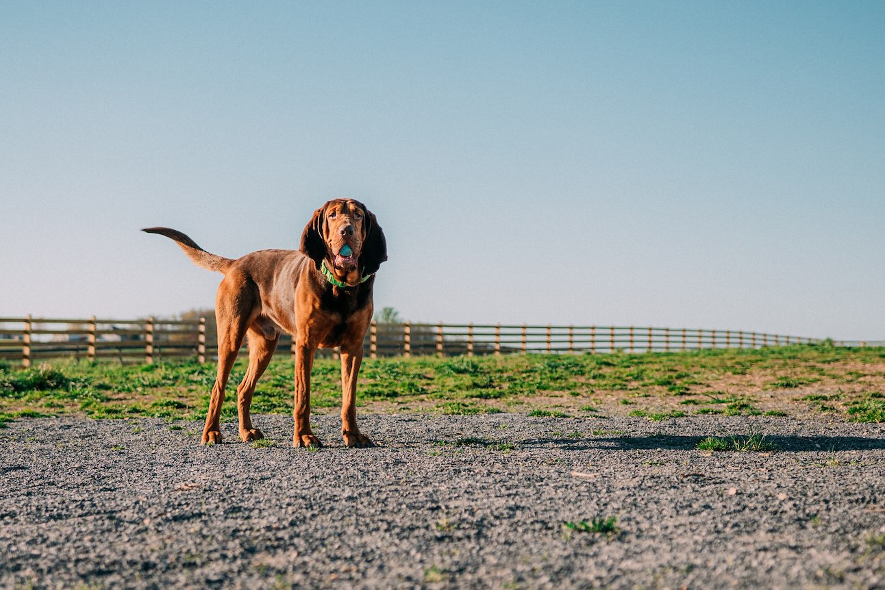 A Bloodhound hound dog standing in a field