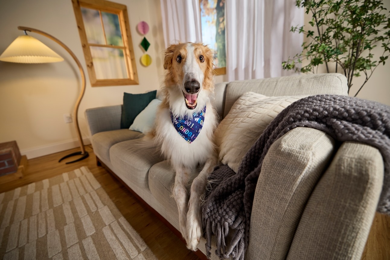 A Borzoi, a hound dog, lying on the couch and smiling