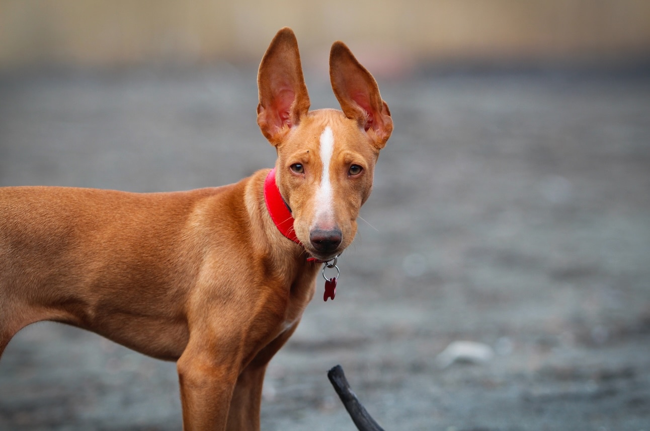 A close-up of a cirneco dell'etna dog, a type of hound dog