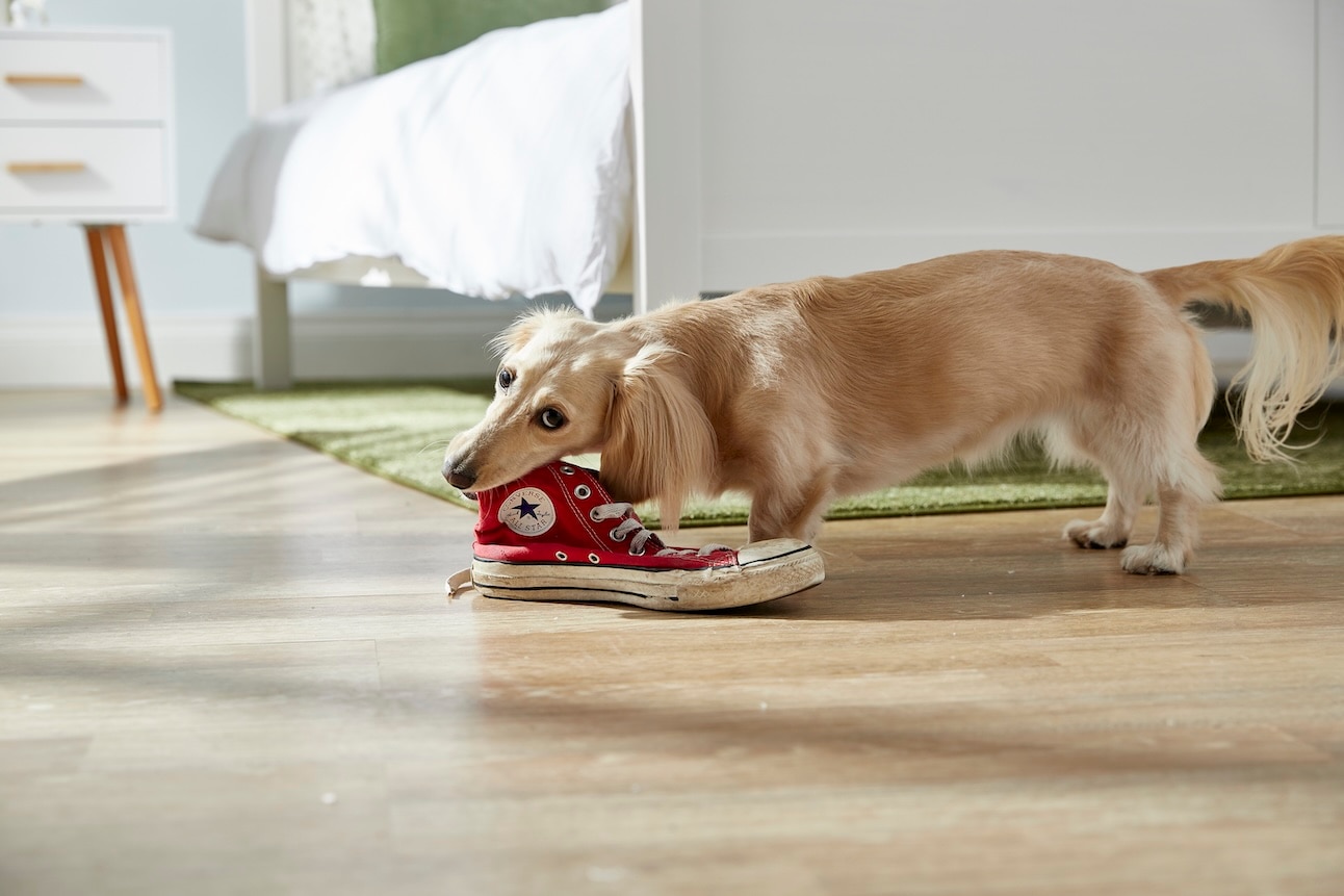A Dachshund, a type of hound dog breed, chewing on a red converse sneaker