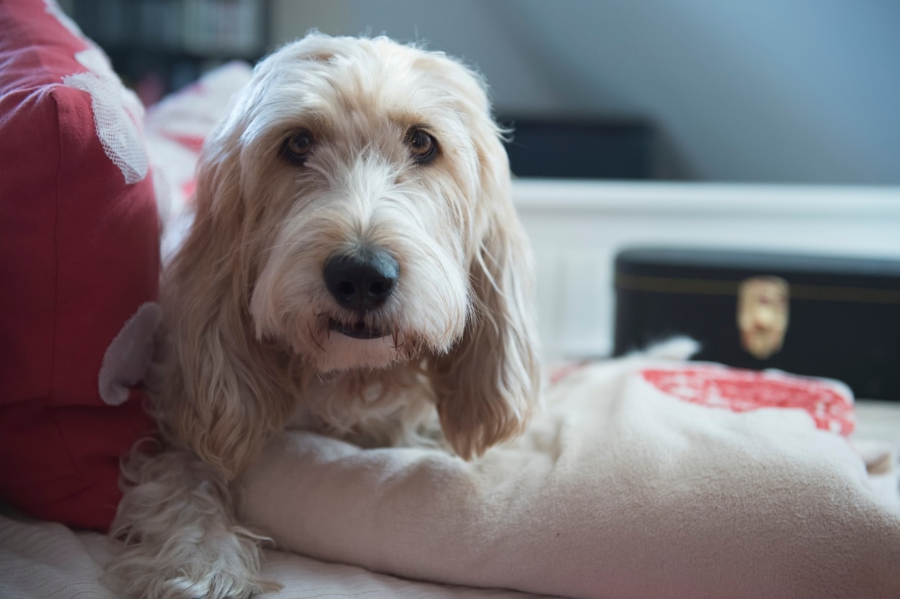 Close-up of a Grand Basset Griffon Vendeen dog's face