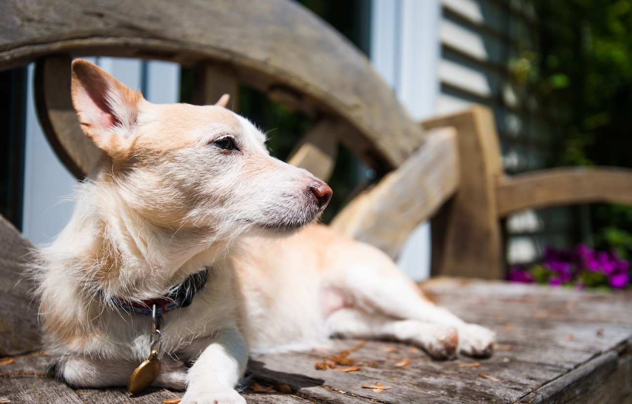 A Portuguese Podengo Pequeno, a type of hound dog, lying on a bench