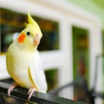 Cockatiel Care Sheet