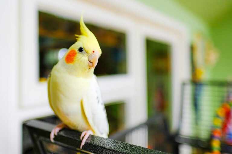 cockatiel bird perched on a cage