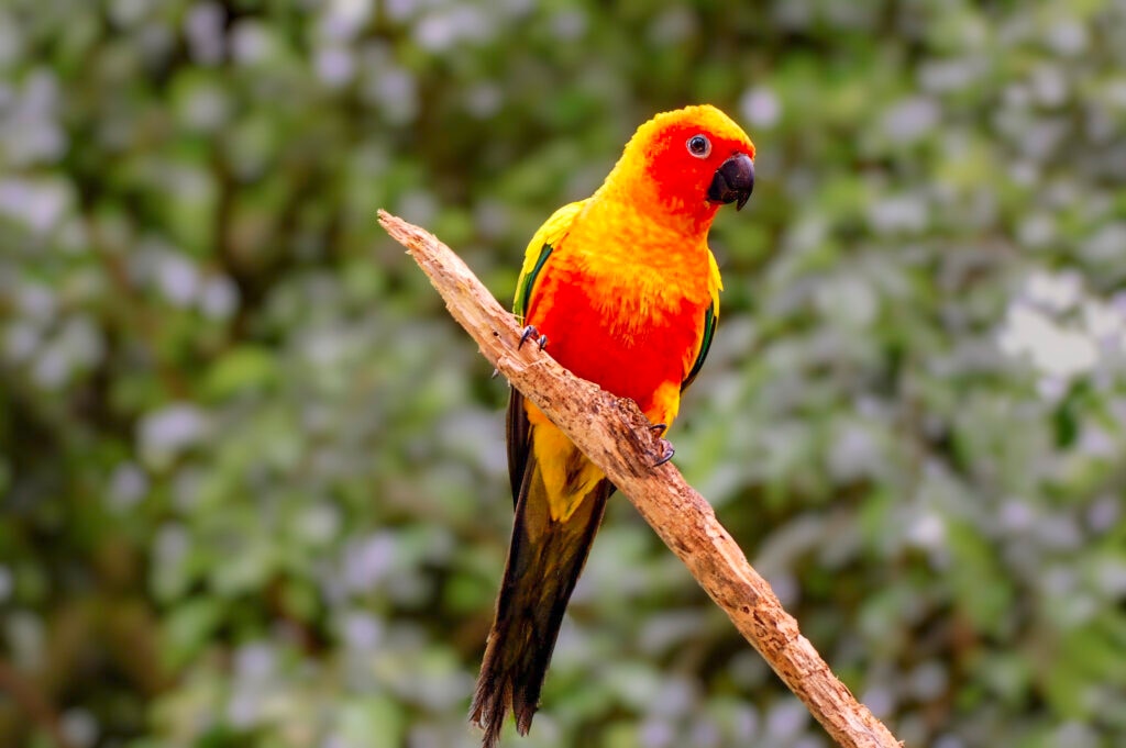 sun conure perched on a branch